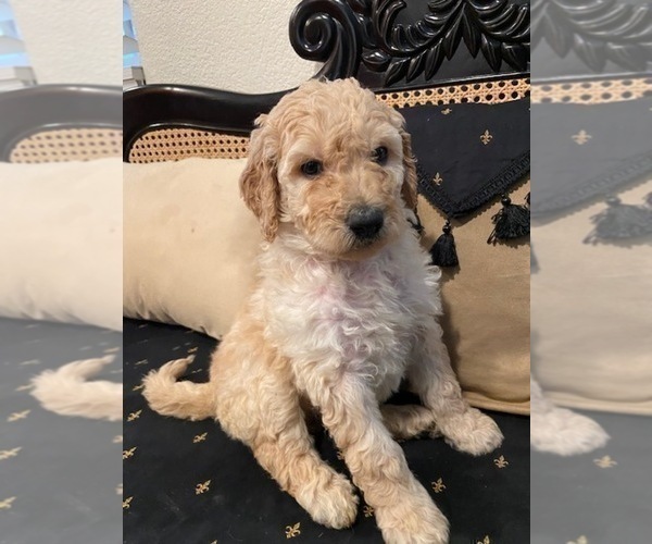 Medium Photo #1 Goldendoodle Puppy For Sale in FRESNO, CA, USA