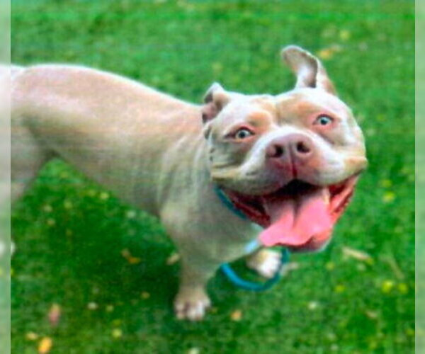 Medium Photo #1 American Bulldog-Unknown Mix Puppy For Sale in Ventura, CA, USA