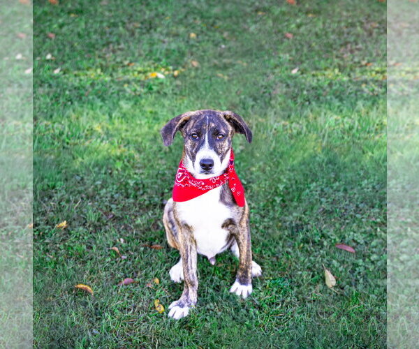Medium Photo #4 Plott Hound-Unknown Mix Puppy For Sale in Unionville, PA, USA