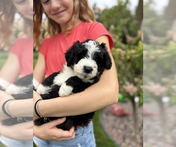 Medium Photo #15 Bernedoodle Puppy For Sale in POPLAR, WI, USA