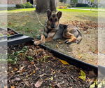 Small #2 German Shepherd Dog