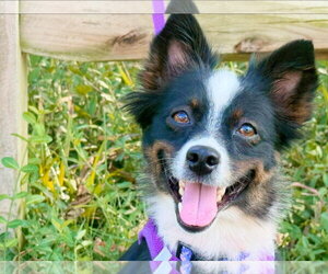 Mutt Dogs for adoption in Germantown, OH, USA