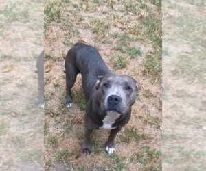 American Pit Bull Terrier Dogs for adoption in Bolivar, MO, USA