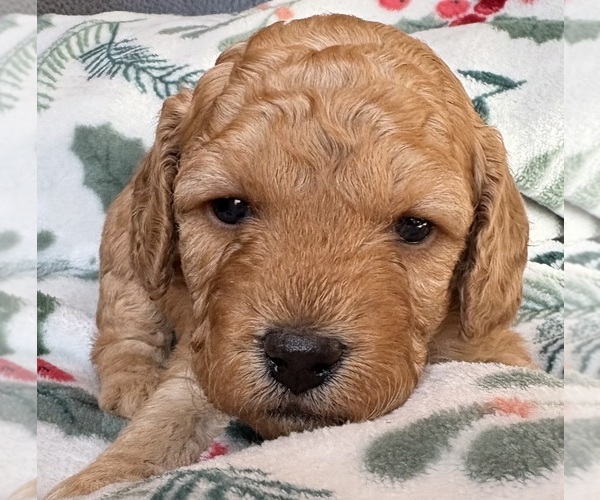 Medium Photo #1 Cavapoo (Miniature) Puppy For Sale in WAUSEON, OH, USA