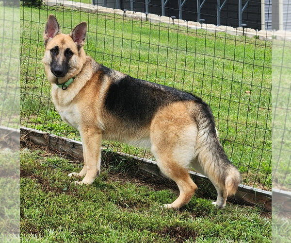 Medium Photo #1 German Shepherd Dog Puppy For Sale in Walnutport, PA, USA