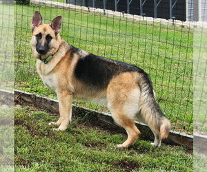 German Shepherd Dog Dogs for adoption in Walnutport, PA, USA