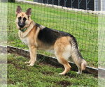 Bailey - Female German Shepherd Dog Dog for Adoption - Small photo