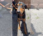 Small #21 Doberman Pinscher-Pointer Mix