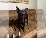 Small Dutch Shepherd  Mix