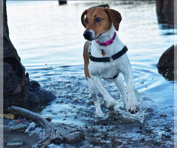 Medium Photo #8 Labrador Retriever-Treeing Walker Coonhound Mix Puppy For Sale in McKinney, TX, USA