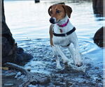 Small #7 Labrador Retriever-Treeing Walker Coonhound Mix