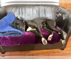 Australian Kelpie-Unknown Mix Dogs for adoption in Rockaway, NJ, USA