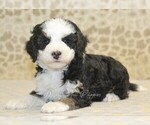 Small #1 Miniature Bernedoodle