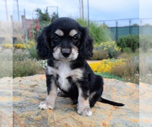Cava-lon-Cockalier Mix Puppy for sale in HUMBOLDT, AZ, USA