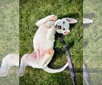 Small #2 Labrador Retriever Mix