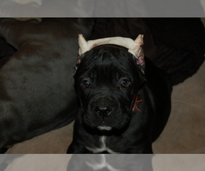Cane Corso Puppy for sale in LAKEVIEW, CA, USA