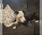 Small Photo #5 Mutt Puppy For Sale in Hinton, WV, USA