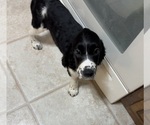 Puppy Dark knight English Springer Spaniel