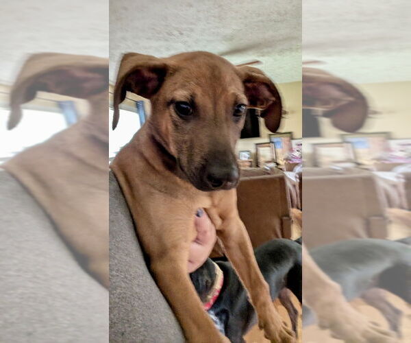 Medium Photo #3 Mutt Puppy For Sale in Mooresville, NC, USA