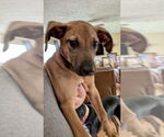 Small #2 Mutt