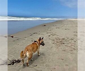 Grizzly - Female German Shepherd Dog Dog for Adoption - Photo #3