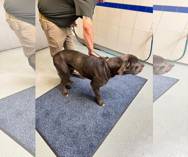 Medium Photo #5 Neapolitan Mastiff Puppy For Sale in Ellisville, MO, USA