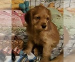 Small English Cocker Spaniel