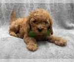 Small #11 Cavapoo