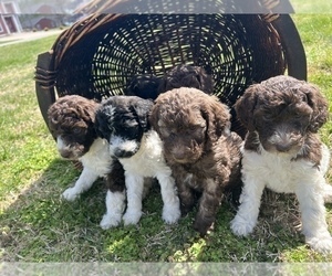 Poodle (Standard) Puppy for sale in ELKTON, KY, USA