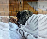 Small #2 Mastiff Mix