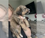 Small #2 Bernedoodle