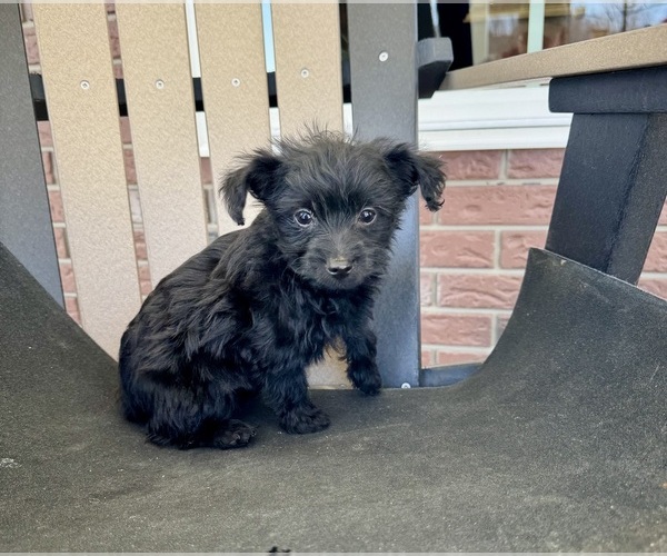 Medium Photo #2 YorkiePoo Puppy For Sale in BREMEN, IN, USA