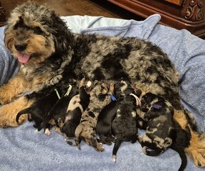 Miniature Bernedoodle Litter for sale in GREENSBORO, NC, USA