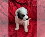 Puppy Walt Great Pyrenees
