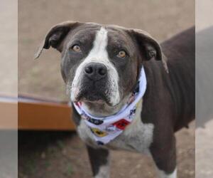 American Staffordshire Terrier-Unknown Mix Dogs for adoption in San Antonio, TX, USA