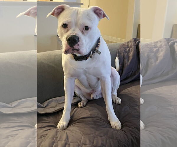 Medium Photo #2 Bullypit Puppy For Sale in Valrico, FL, USA