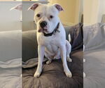 Small #1 Bullypit