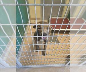 American Pit Bull Terrier-Unknown Mix Dogs for adoption in Texas City, TX, USA