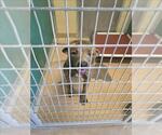Small American Pit Bull Terrier Mix