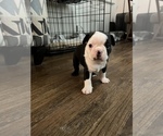 Small Photo #5 Boston Terrier Puppy For Sale in BEECH GROVE, IN, USA