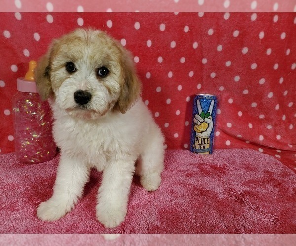 Medium Photo #6 Goldendoodle-Poodle (Toy) Mix Puppy For Sale in BLACK FOREST, CO, USA