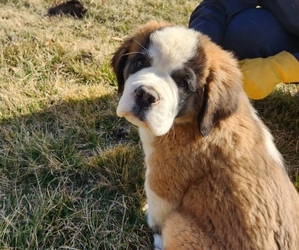 Saint Bernard Puppy for sale in BETHEL, MO, USA