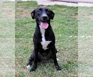 Labrador Retriever Dog for Adoption in SAN FRANCISCO, California USA