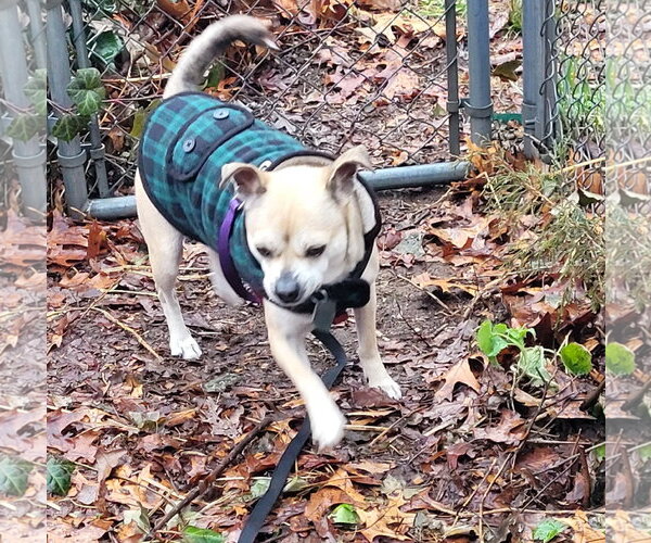 Medium Photo #4 Chug Puppy For Sale in Oakhurst, NJ, USA
