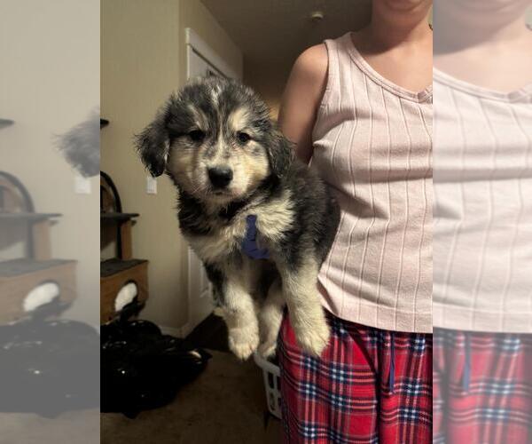 Medium Photo #1 Mutt Puppy For Sale in Calgary, Alberta, Canada