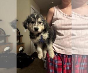 Mutt Dogs for adoption in Calgary, Alberta, Canada