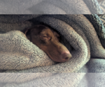 Small Photo #7 Dachshund Puppy For Sale in Weston, FL, USA