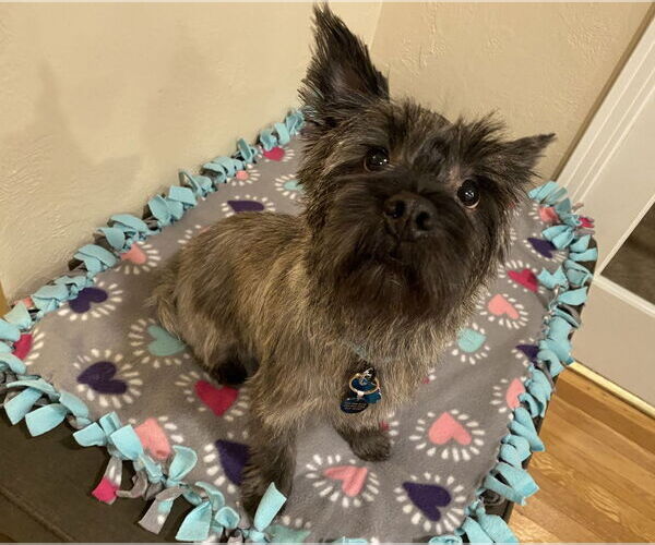 Medium Photo #3 Cairn Terrier-Unknown Mix Puppy For Sale in Springdale, PA, USA