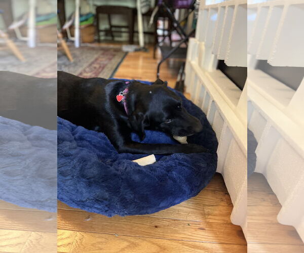 Medium Photo #7 American Pit Bull Terrier-Unknown Mix Puppy For Sale in Princeton, MN, USA
