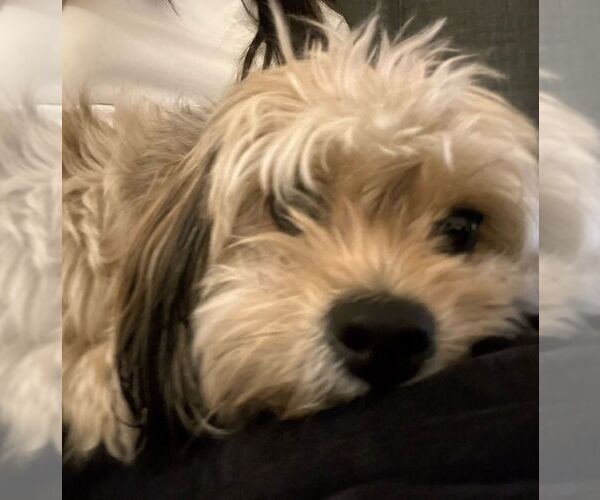 Medium Photo #3 Shih Apso Puppy For Sale in Pacifica, CA, USA